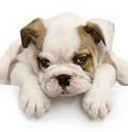 Puppy, Puppies, Bulldog for Sale in New Jersey image 5