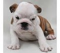 Puppy, Puppies, Bulldog for Sale in New Jersey image 7
