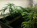 RMO Clones- Denver Clones image 7