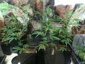 RMO Clones- Denver Clones image 9