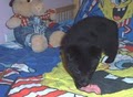 Schipperke pups image 2