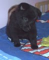 Schipperke pups image 4