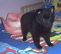 Schipperke pups image 5