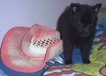 Schipperke pups image 6