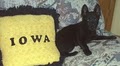 Schipperke pups image 8