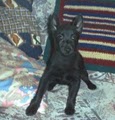 Schipperke pups image 9