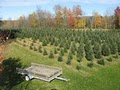 Werner's Christmas Tree Farm image 3
