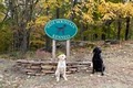 West Mountain Kennels, a Division of Pawling Mountain Club image 1