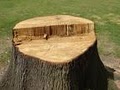 AFFORDABLE STUMP REMOVAL image 1