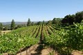 California Wine University, Inc. image 4
