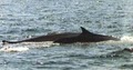Cape May Whale Watcher, INC image 4