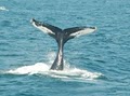 Cape May Whale Watcher, INC image 6