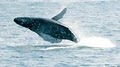 Cape May Whale Watcher, INC image 8
