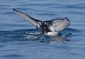Cape May Whale Watcher, INC image 10