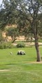 Catta Verdera Country Club image 1