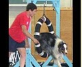 Dog Training Club of Chester image 2