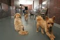 Dog's Den Doggie Daycare image 5