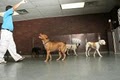 Dog's Den Doggie Daycare image 6