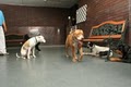Dog's Den Doggie Daycare image 7