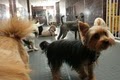 Dog's Den Doggie Daycare image 9