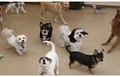 Doggie Domain image 7