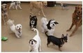 Doggie Domain image 8