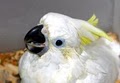 Golden Cockatoo Exotic Birds image 2