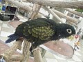 Golden Cockatoo Exotic Birds image 5