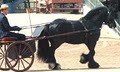 Gypsy horses ~ RiverPointe farm, NJ logo
