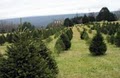 Helsley's Christmas Trees image 1
