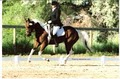 HolidayHorseCare.com image 5
