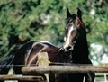 HolidayHorseCare.com image 6