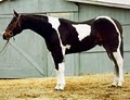 HolidayHorseCare.com image 7