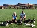 Hot Dog On a Leash: Pet Sitting, Sitters, Walking & Walkers Irvine, CA image 4