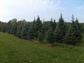 Hunt 4 Your Fir Christmas Tree Farm image 2