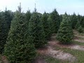 Hunt 4 Your Fir Christmas Tree Farm logo