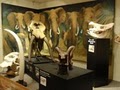 Las Vegas Natural History Museum image 7