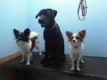 Lindas Pet Grooming & Spa image 1