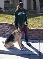 MP K9 All Breed Dog Training image 4
