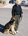 MP K9 All Breed Dog Training image 7