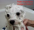 My Dogs Hair Salon image 8