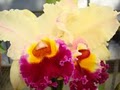 Orchid Mania Nursery Inc image 1