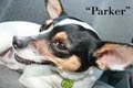 Parker and Friends Pet Sitting image 6
