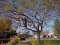 Prunin Arboriculture and Maintenance, Inc.: Serving Irvine and surrounding areas image 5