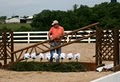 SELECT SPORT HORSES at Winfield Oaks Farm image 7