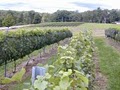 Sunset Meadow Vineyards image 3