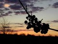 Sunset Meadow Vineyards image 6