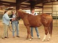 Tallgrass Animal Acupressure Institute image 10