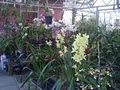 Thai-Rific Orchids Inc image 4