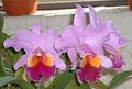 The Orchid Specialist image 3